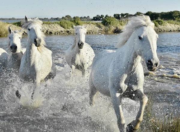 Herde weißer Pferde rennt — Stockfoto