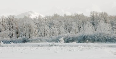 Wintering Chilkat Valley clipart