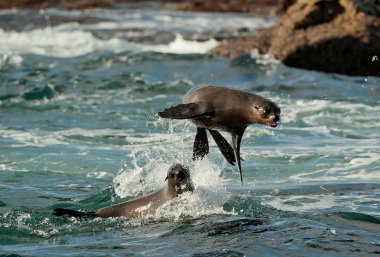 Seals jumping out of water.