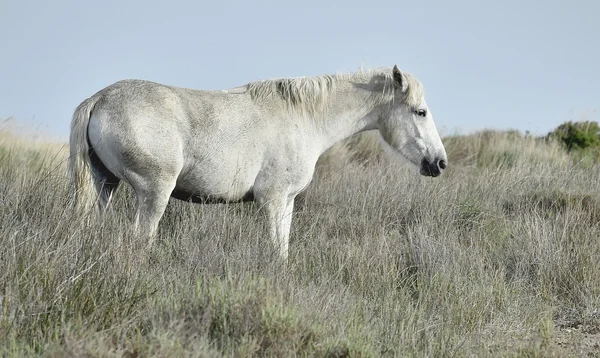 Portret biały camargue konia — Zdjęcie stockowe