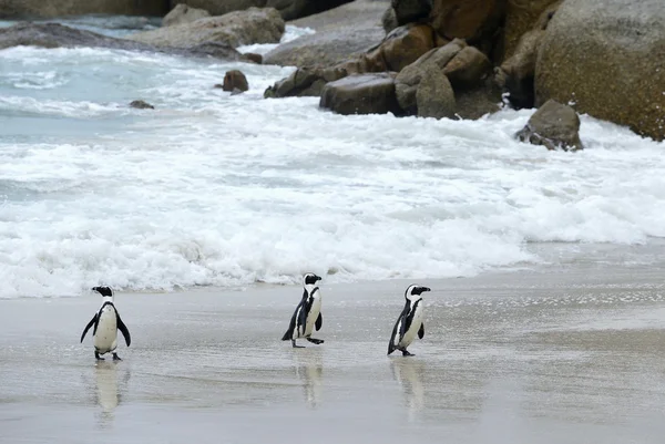 Afrikansk pingvin (Spheniscus demersus)) — Stockfoto