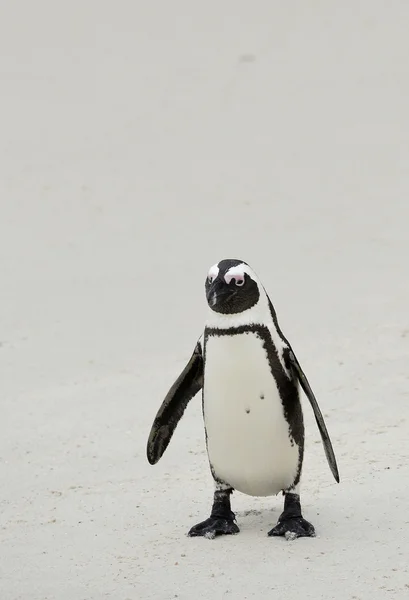 Pinguino africano (Spheniscus demersus) — Foto Stock