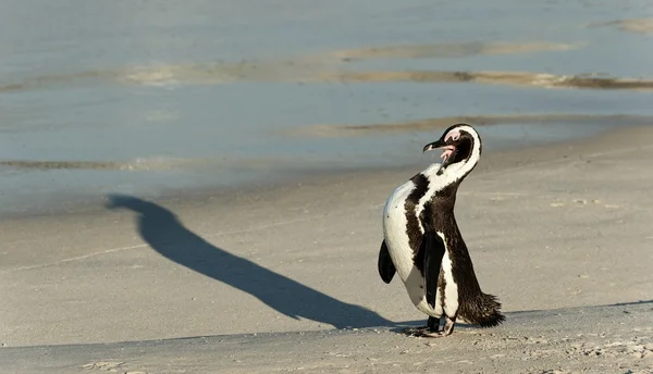 Pingüino africano (Spheniscus demersus) — Foto de Stock