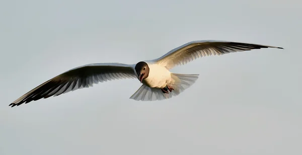 Gabbiano dalla testa nera (Larus ridibundus) — Foto Stock