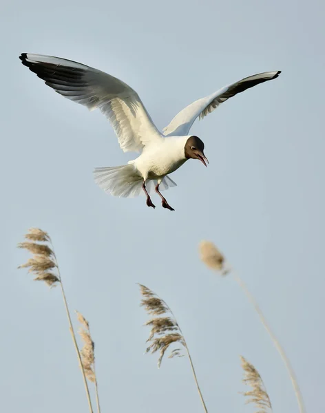 Black-headed Gull (Larus ridibundus) — Stock Photo, Image