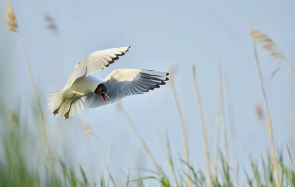 Gabbiano dalla testa nera (Larus ridibundus) — Foto Stock