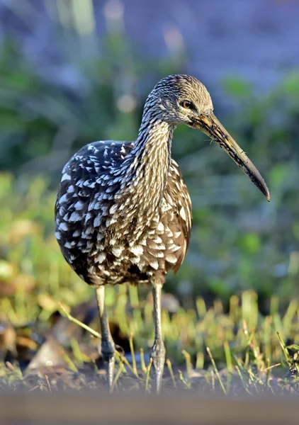 O limpkin (Aramus guarauna ), — Fotografia de Stock