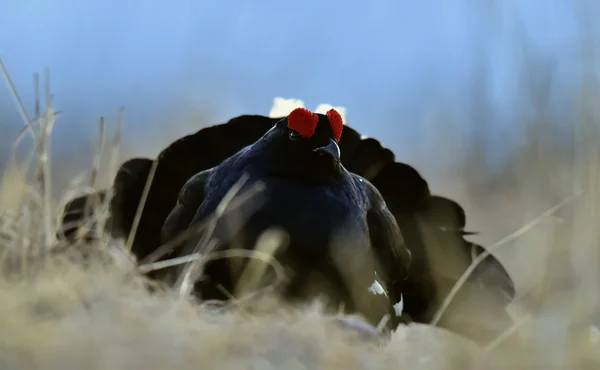 Black Grouse ( Lyrurus tetrix). — Zdjęcie stockowe