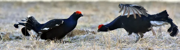 Fighting Black Grouses ( Lyrurus tetrix). — Stock Photo, Image