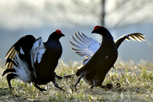 Fighting Black Grouses ( Lyrurus tetrix). — Stock Photo, Image