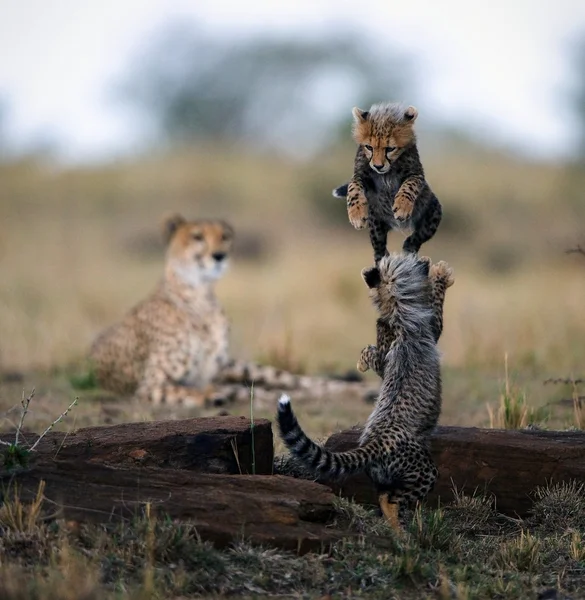 Small kittens of a cheetah play leapfrog — Stok fotoğraf