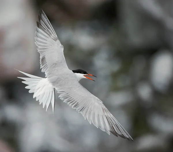 Adulto tern comum em voo — Fotografia de Stock