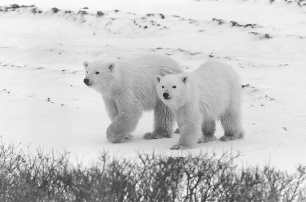 Polar bear Black and white photo — 图库照片
