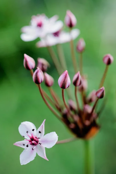 Escorregaço florido (Butomus umbellatus) — Fotografia de Stock
