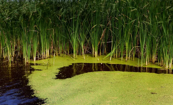 Fluss mit Schilf — Stockfoto