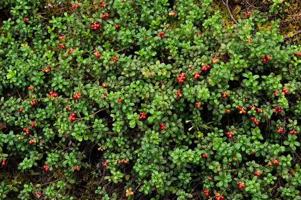 Olgun kırmızı cowberries yakın çekim — Stok fotoğraf