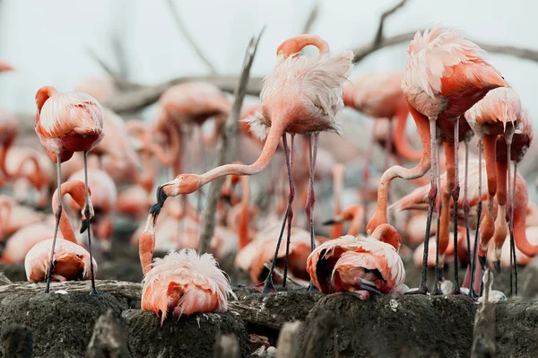Flamingos caribenhos (Phoenicopterus ruber ruber  ) — Fotografia de Stock