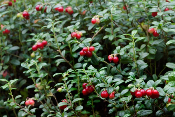 Gros plan sur les baies rouges mûres — Photo