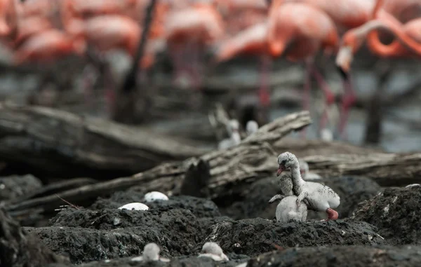 Baby bird of the Caribbean flamingo. — Stock Photo, Image