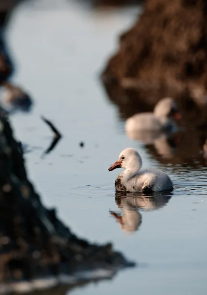 カリブ海のフラミンゴの赤ちゃんの鳥. — ストック写真