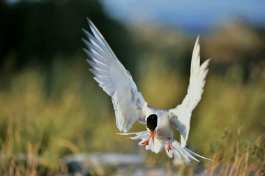 Doğal ortamında martı.