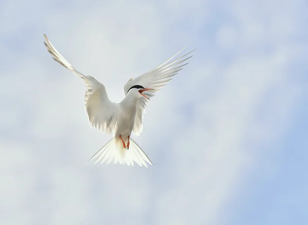 Racek v přirozeném prostředí. — Stock fotografie