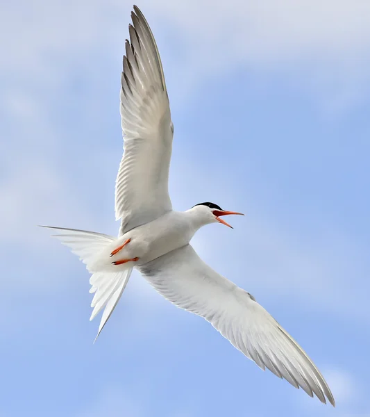 Mouette dans un habitat indigène . — Photo