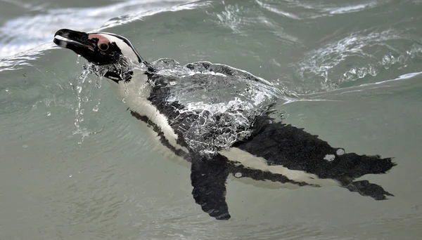 African penguin — Stock Photo, Image