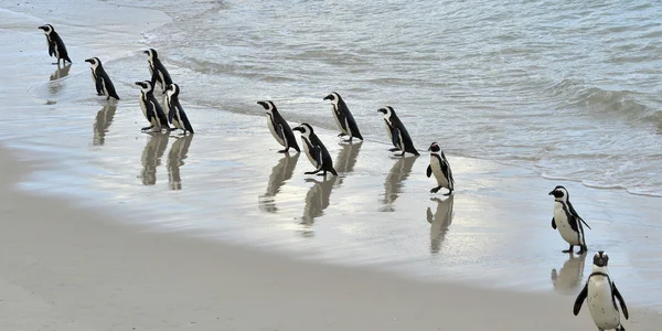 Afrikanischer Pinguin — Stockfoto