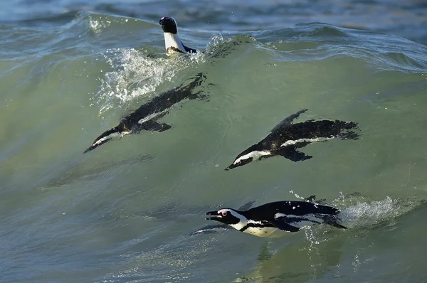 Swimming African penguins. — Stock Photo, Image