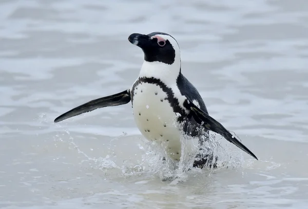 Pinguim africano — Fotografia de Stock