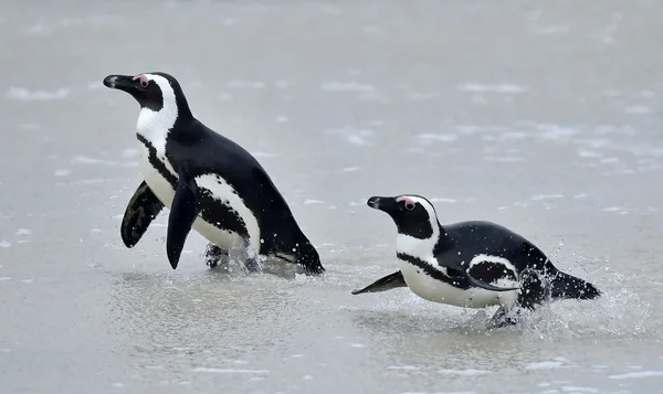 African penguin — Stock Photo, Image