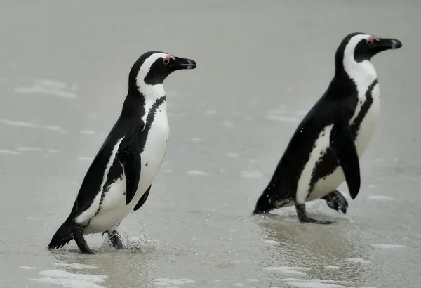 African penguin — Stock Photo, Image