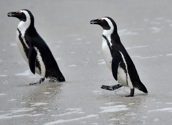 Pingüino africano — Foto de Stock