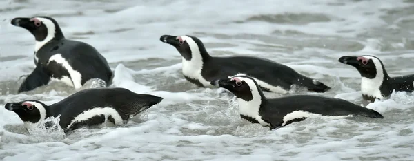 Pingüinos africanos — Foto de Stock