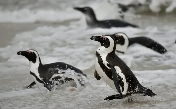 African penguin — Stock Photo, Image