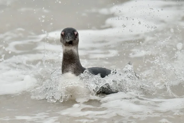 African penguin — Stock Photo, Image