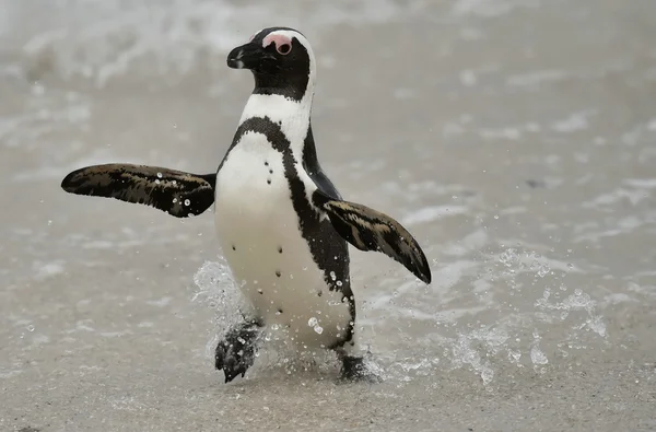 Αφρικανική penguin — Φωτογραφία Αρχείου