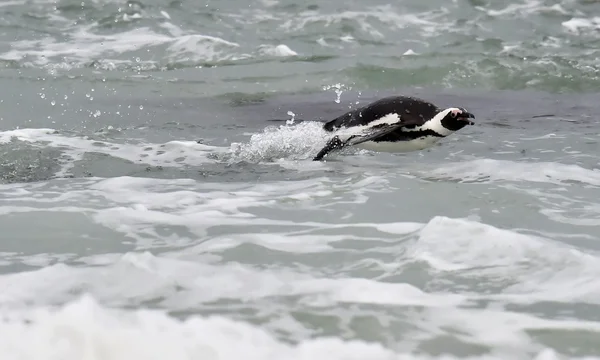 African penguin — Stock Photo, Image