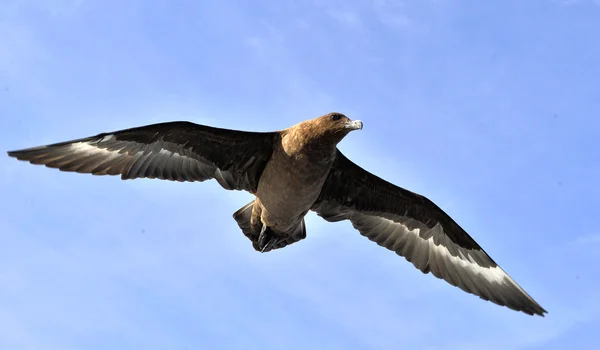 (Great Skua) Catharacta skua in flight — Stock Photo, Image