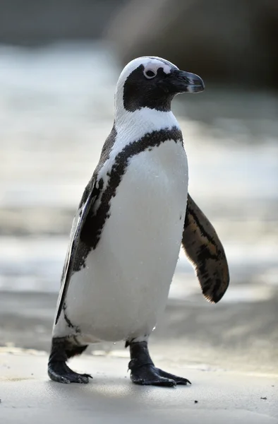 Afrikaanse pinguïn (Spheniscus demersus)) — Stockfoto