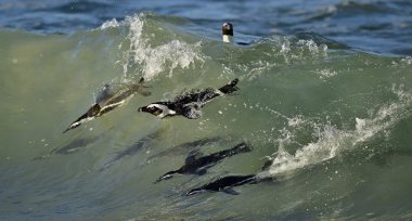 Penguen, Afrika, yüzme, kuşlar, koloni, sualtı, amfibiler, cape town, kayalar