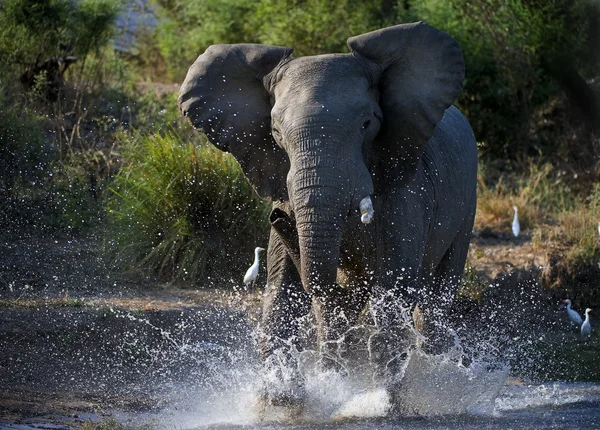 Elefante africano hanno fatto arrabbiare . — Foto Stock