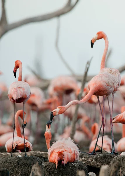 Colonie du Grand Flamant rose — Photo