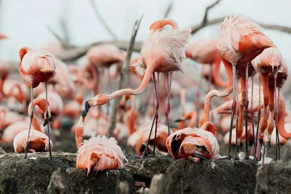 Kolonie velké Flamingo — Stock fotografie