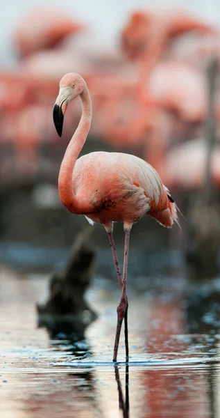 Kolonie van grote Flamingo — Stockfoto