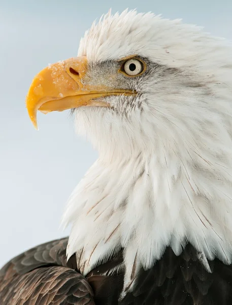 Kel kartal portresi — Stok fotoğraf