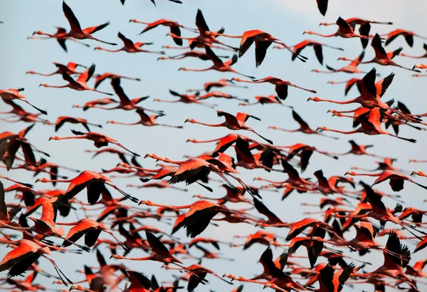 Flying Caribbean flamingos (Phoenicopterus ruber) — Stock Photo, Image
