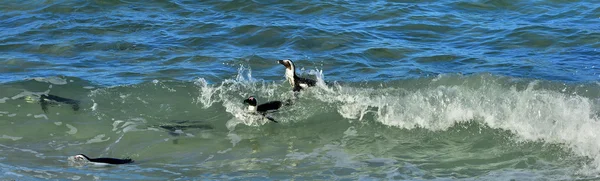 Pingüino, africanos, nadando, aves, colonia, bajo el agua, anfibios, cabo de la ciudad, rocas — Foto de Stock