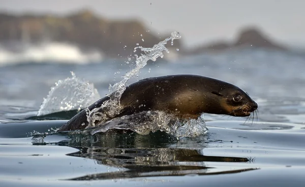 Otaries à fourrure du Cap (Arctocephalus pusillus pusillus) ) — Photo